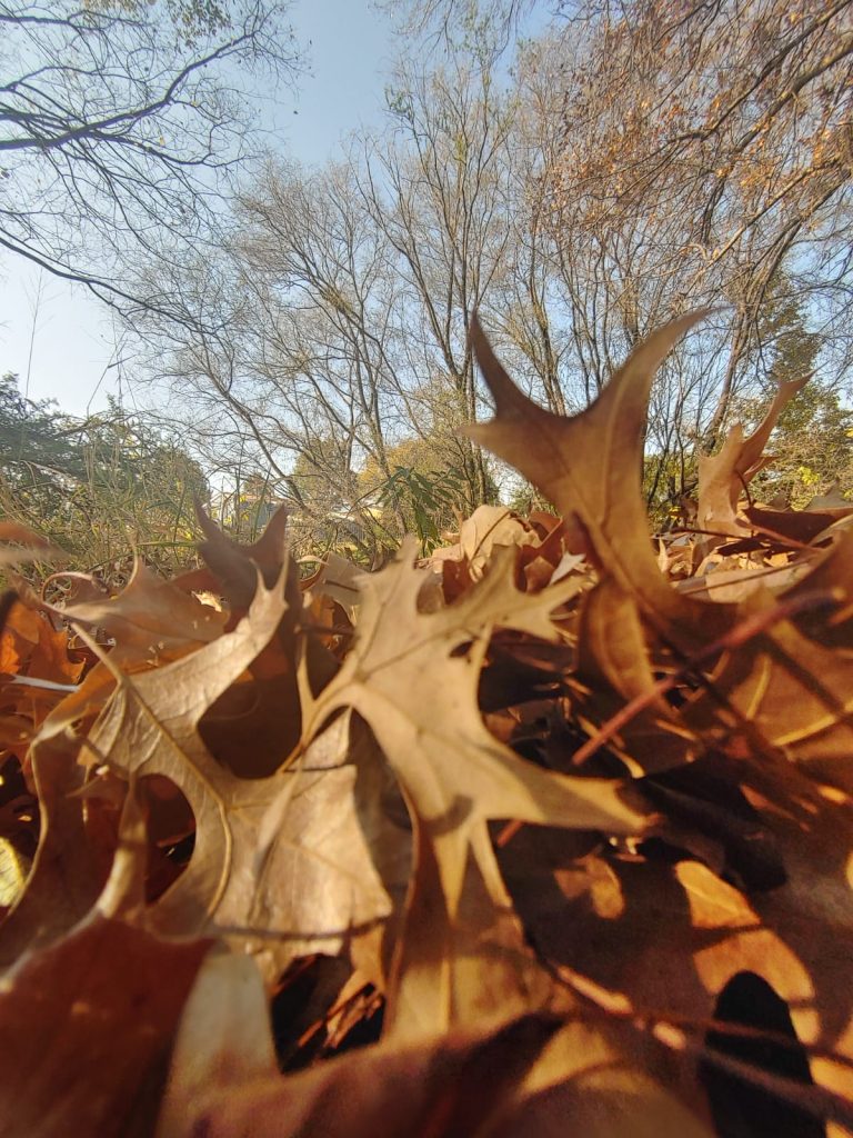 Flora_Ecoglen winter leaves